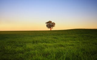 Картинка Одинокое дерево в поле
