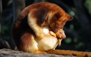 Картинка Самка древесного кенгуру и ее детеныш