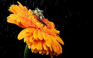 Обои Лягушонок на гербере под дождем