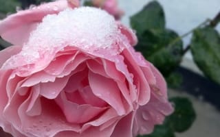 Картинка Нежная розовая роза под снегом