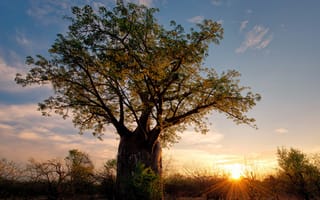 Картинка Зимбабве, Африка, баобаб