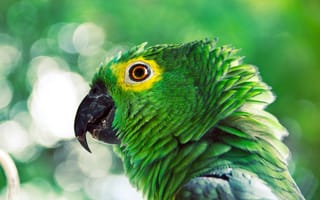 Картинка Зеленый попугай