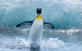Картинка Пингвин в море