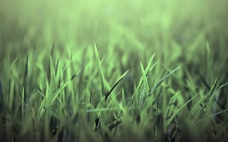 Картинка Зеленая трава