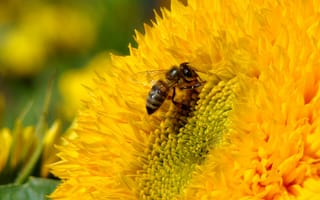 Картинка Пчела собирает пыльцу