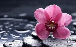 Картинка Розовая орхидея на мокром камне