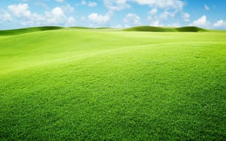 Картинка Зеленое поле