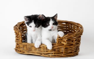 Обои Котята в корзине