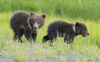 Картинка Маленькие медвежата гуляют по зеленой траве