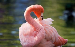 Обои Розовый фламинго