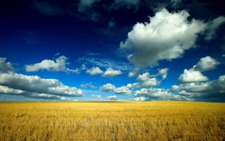Картинка Большое небо над полем пшеницы в Монтане