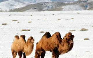 Картинка Двугорбые верблюды, Монголия, Горный Алтай