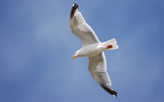 Картинка Летящая чайка на фоне голубого неба