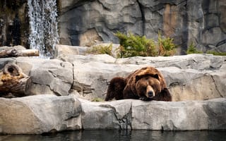 Картинка Медведь гризли у водоема