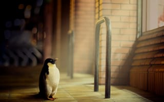 Картинка Пингвин гуляет по городу