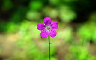 Картинка Маленький фиолетовый цветок