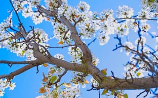 Картинка Весеннее персиковое дерево