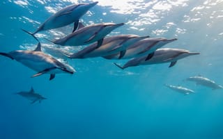 Картинка Стая дельфинов под водой