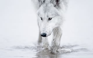 Картинка Белый волк идет по воде