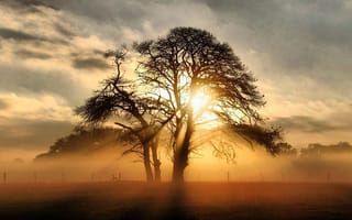Картинка Туманный рассвет позади дерева