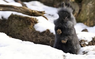 Картинка Черный кролик на снегу