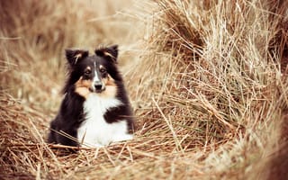 Картинка Черно-белая собака в сухой траве