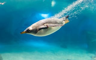 Картинка Пингвин под водой