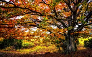 Картинка Осеннее дерево