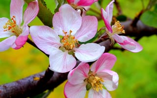 Картинка Цветущая вишня
