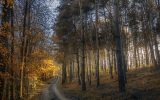Картинка Дорога в осеннем лесу