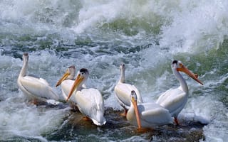 Картинка Пеликаны в бурлящей воде