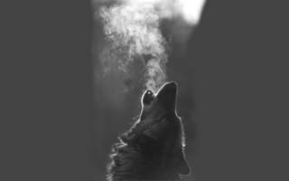 Картинка Волк воет на луну