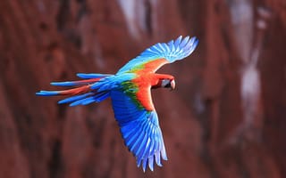 Картинка Летящий попугай ара