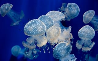 Картинка Красивые медузы