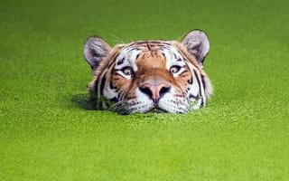 Картинка Тигр плавает в болоте
