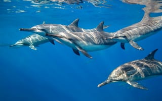 Картинка Стая дельфинов