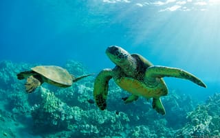 Картинка Две черепахи под водой