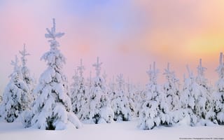 Картинка Еловый лес зимой