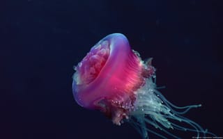 Картинка Розовая медуза