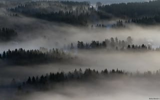 Обои Туман над лесом