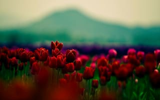 Картинка Красные тюльпаны