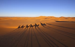 Картинка Тени верблюдов на песке