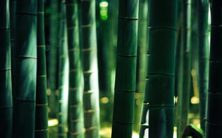 Картинка Бамбуковые заросли
