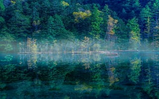 Обои Лес отражается в озере