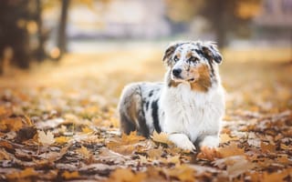 Картинка Собака на осенних листьях
