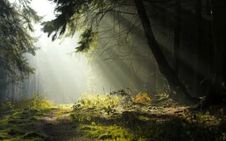 Картинка Лучи солнца в лесу