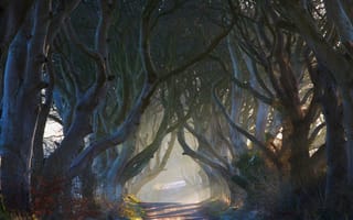 Картинка Дорога в зарослях деревьев