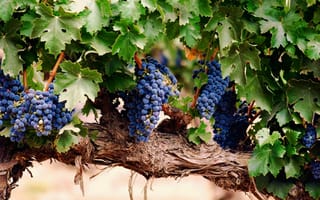 Картинка Синий виноград на ветке