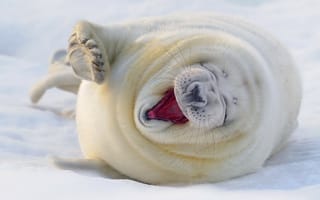 Картинка Тюлень зевает