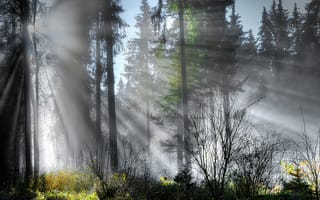 Картинка Лучи солнца в туманном лесу